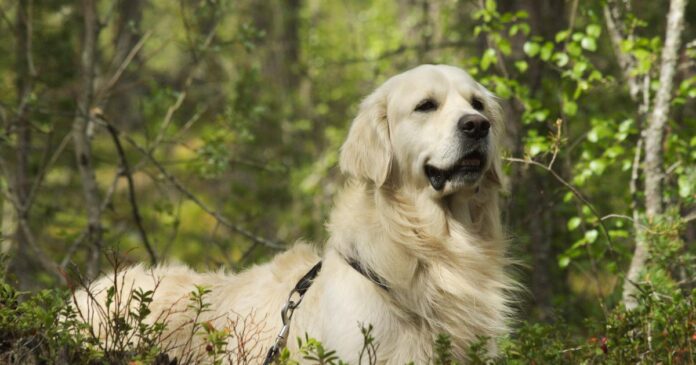 Golden_Retriever_adult.jpeg_1200x630.jpg