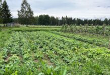 Nu skördas grödorna i projekt 2000 m2