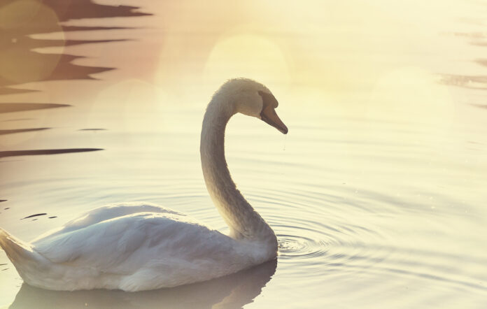 Swan
