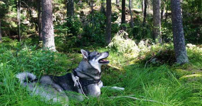 Jamthund_in_the_woods-_2_years_old_male-_2013-07-06_13-55.jpeg_1200x630.jpg
