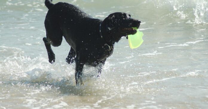 Black_Labrador_Retriever_retrieving.jpeg_1200x630.jpg