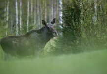 Fler älgar skjuts i Norrbotten – så är läget i Boden