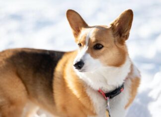 Här är de vanligaste hundnamnen i Boden just nu