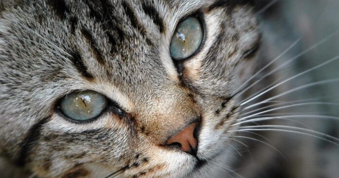 Cat_close-up_2004_b.jpeg_1200x630.jpg