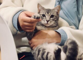 Luna i topp – här är de populäraste kattnamnen i Boden