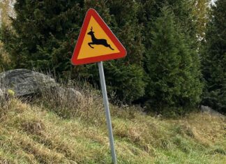 Stor kartläggning: Här sker viltolyckorna i Boden
