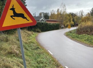Stor kartläggning: Här sker viltolyckorna i Boden