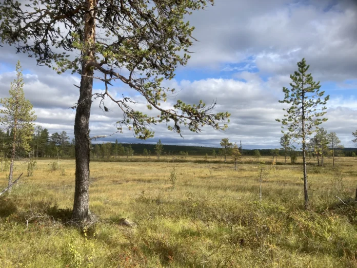 Peuravuoma_S_om_Nuortikon_Linda_Johansson-6-scaled.webp-696x522.webp.webp