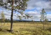 MyreN-projektet fortsätter restaurering av våtmarker i Norrbotten