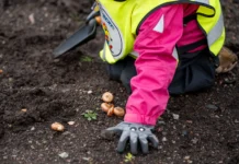 Här planterar förskolebarn framtidens blomsteräng