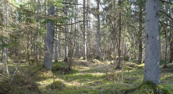 Kalkbarrskog.jpg