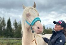 Kaunis Iron sponsrar Pajala Hästkraft med en häst – här är Kaunis Romeo!