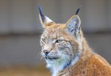 Bara en rapporterad rovdjursobservation i Haparanda