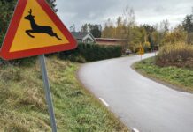 Flest viltolyckor hittills i höst i Norrbotten