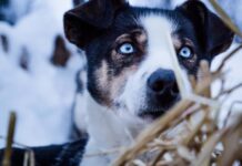 Här är de vanligaste hundnamnen i Haparanda just nu