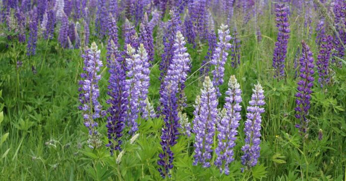 Lupinus_polyphyllus_UA_2015_G2.jpg_1200x630.jpg