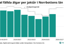 Fler älgar skjuts i Norrbotten – så är läget i Haparanda