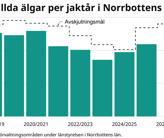 Fler älgar skjuts i Norrbotten – så är läget i Haparanda