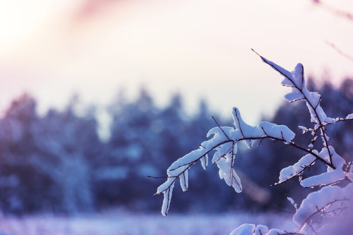 Frozen tree