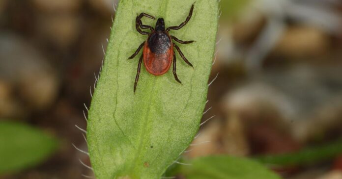 Gemeine-Holzbock-Ixodes-ricinus.jpg_1200x630.jpg