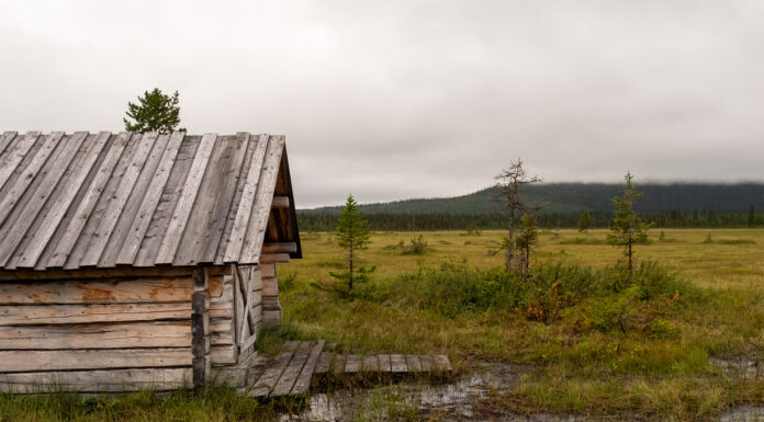 Det sjuder av liv i skogarna bakom Mertainen