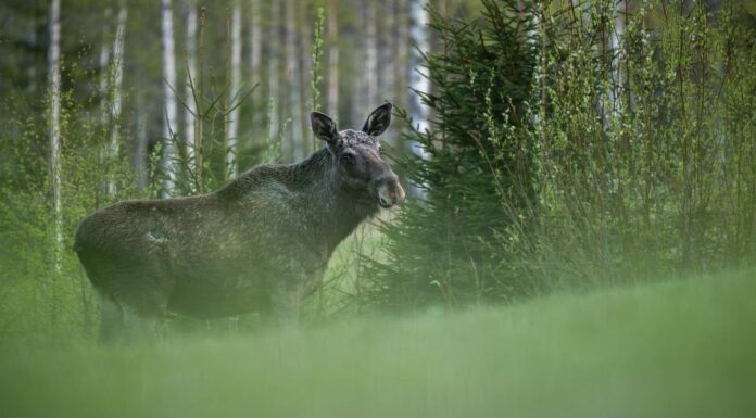 Färre älgar skjuts i Kiruna – så är läget inför årets jakt