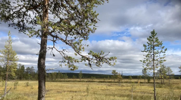 MyreN-projektet fortsätter restaurering av våtmarker i Norrbotten