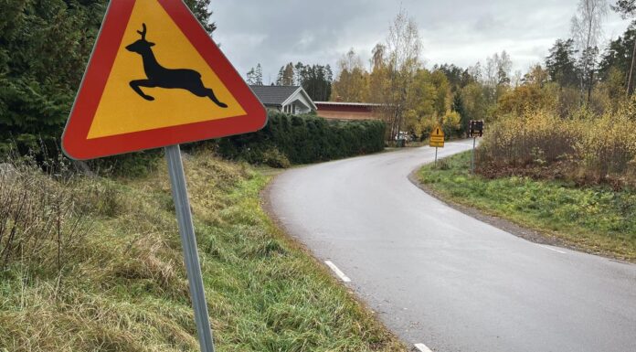 Älg orsakar flest viltolyckor i Kiruna – här är de mest drabbade vägarna