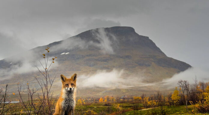 Rävis vid foten av Vassitjokka i Katterjokk