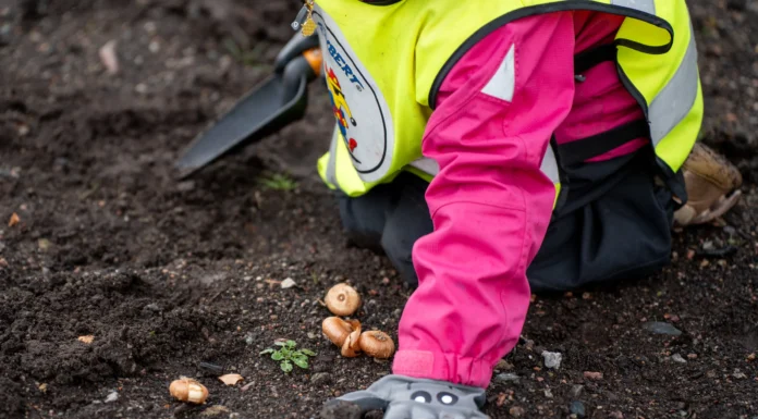 Här planterar förskolebarn framtidens blomsteräng