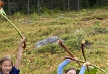 Höstskörd