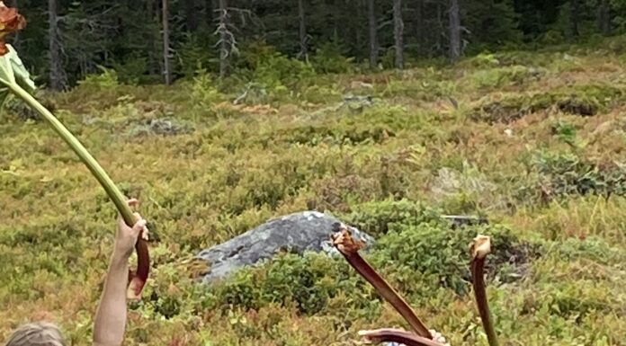 Höstskörd