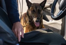 Nu stärks arbetet för drogfria arbetsplatser – med hjälp av hund