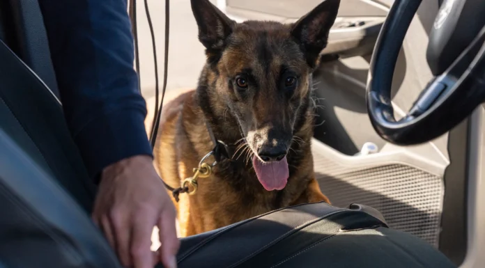 Nu stärks arbetet för drogfria arbetsplatser – med hjälp av hund