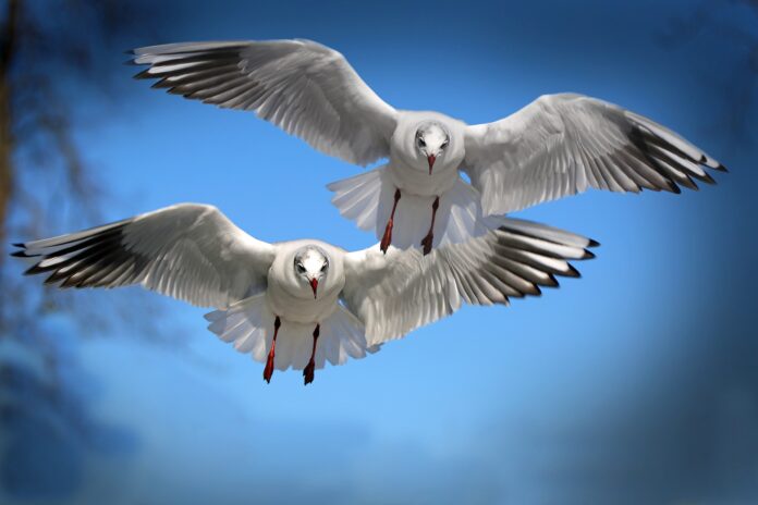 seagulls-654046_1920.jpg