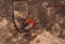 TBE-smittan ökar – men ingen smitta i Luleå