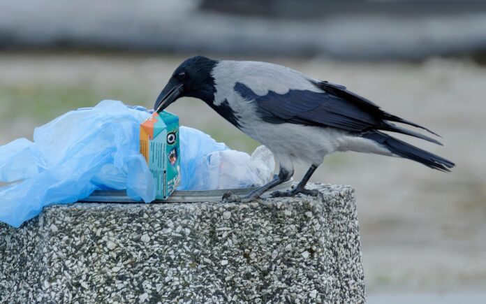 bird-7305754_1280.jpg