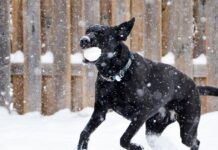 Luleås vanligaste hundnamn sticker ut