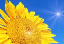 Solens nyanser – årets tema för Luleås parker