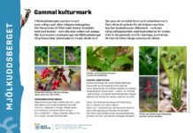 Naturfest för Luleå Invigning av Mjölkuddsbergets naturreservat