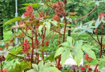 Kom och plocka fröer i våra sommarblomsrabatter