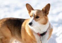 Tronskifte i hundnamnstoppen i Pajala
