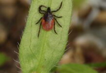 TBE-smittan ökar – men ingen smitta i Piteå