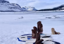 Pressvisning av ARcTic: Art, Land, Power
